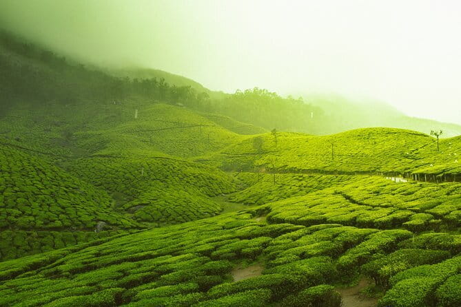 12 Hours Private Munnar Tour from Kochi - Starting in Kochi: The early start and the 4-hour drive reality