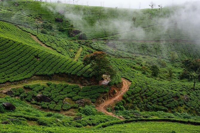12 Hours Private Munnar Tour from Kochi - Munnar market time plus a spice-farm lesson