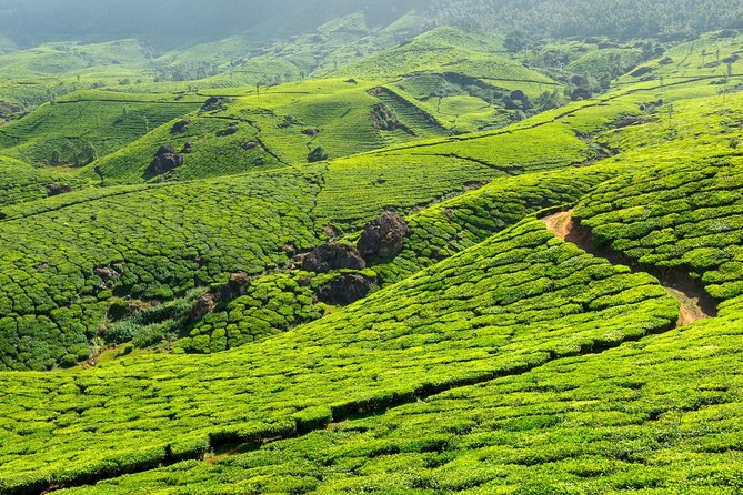 2 Nights Misty Munnar Sightseeing (Private Tour with Car) - Iris Holidays - How to pack (and how to behave) for tea country