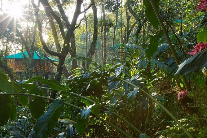 2 Nights Munnar Treehouse Escape with Private Car- Iris Holidays - Meals brought to your treehouse: the underrated perk