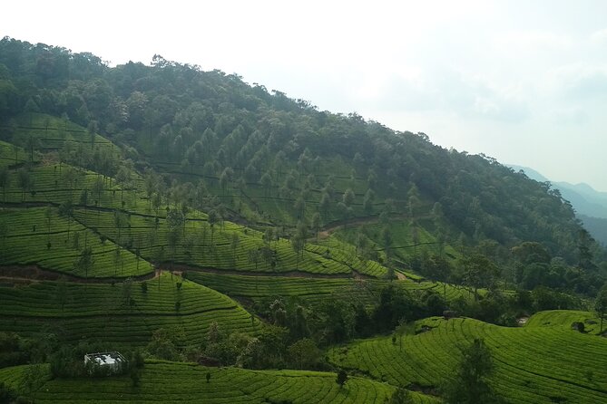 3 Nights Private Tour with Exclusive Houseboat- Sanguine Holidays - Day 2 Munnar Icons: Dams, Echo Point, and Eravikulam National Park