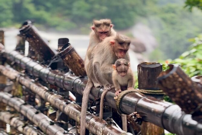 4 Day Kerala Tour Athirappilly Munnar Alleppey - Alleppey houseboat day: cruising without the hard planning
