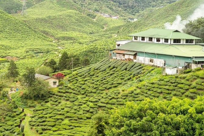 4 Days Best of Kerala Tour with Private Houseboat, Sightseeing & Car - Day 1 From Kochi Airport to Munnar Tea Country