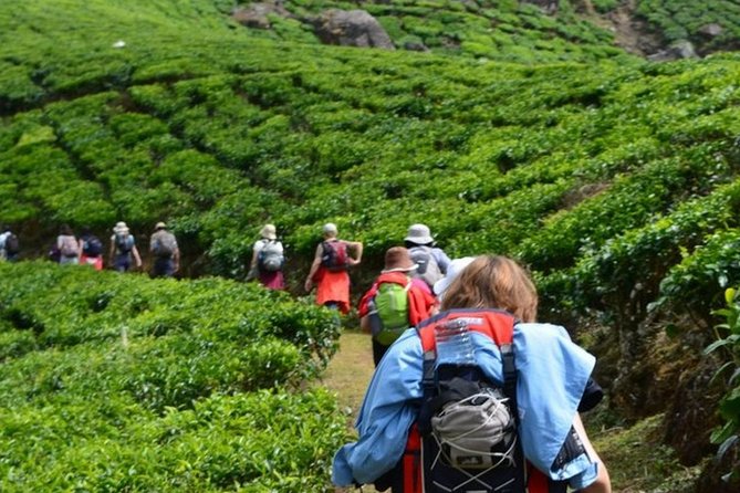 4 Days Best of Kerala Tour with Private Houseboat, Sightseeing & Car - Day 4: Chinese Fishing Nets to Fort Kochi Streets and Santa Cruz