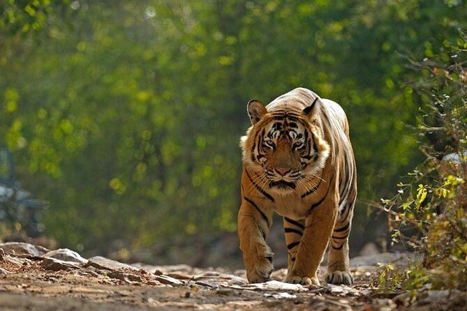 5 Day Private Tour of Tigers, Taj Mahal and Palaces from Cochin - Key things worth noting before you go