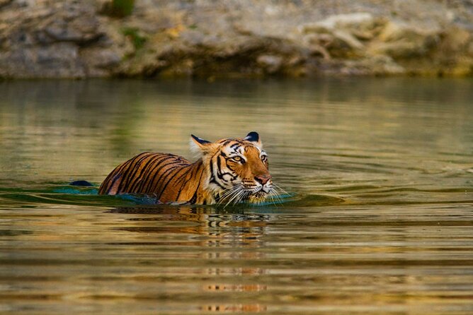5 Day Private Tour of Tigers, Taj Mahal and Palaces from Cochin - How this Kochi-to-Mumbai route fits a cruise schedule