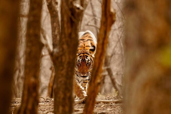 5 Day Private Tour of Tigers, Taj Mahal and Palaces from Cochin - Price and value: what you’re really paying for