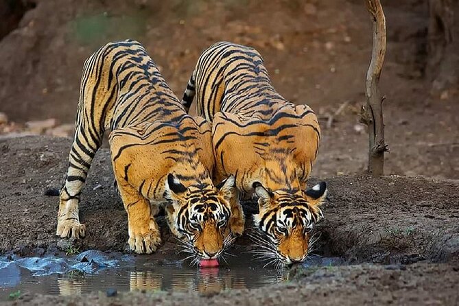 5 Day Private Tour of Tigers, Taj Mahal and Palaces from Cochin - Delhi in one half-day: Humayun’s Tomb, Qutub Minar, and the Sikh temple