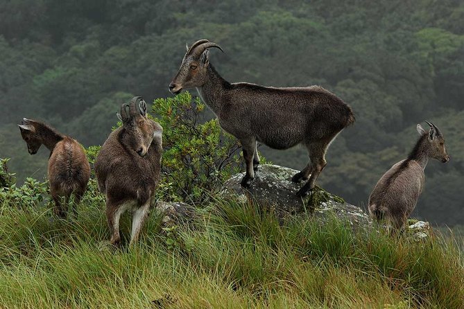 5 Days Kerala Tour Package With 4 Star Stays & Private Houseboat - Munnar stop one: Cheeyappara Waterfalls and spice orientation