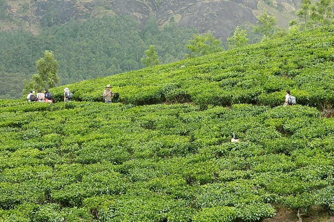 5 Days Kerala Tour with Private Car Houseboat Munnar and Thekkady - Fort Kochi on day five: a compact walk through coastal Kerala