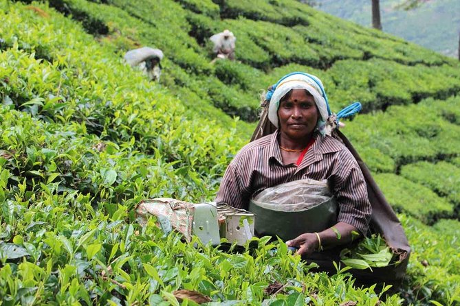 5 Days Private Kerala Tour Package by Saffron India Tours - Price and what you actually get for $334.99 per person