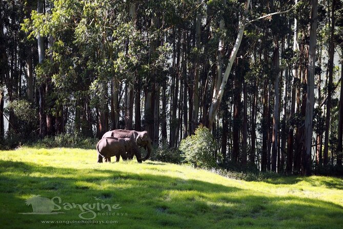 5 Days Private Kerala Tour with Houseboat by Sanguine Holidays - Day 3: Periyar by boat, with wildlife viewing from the safest angle