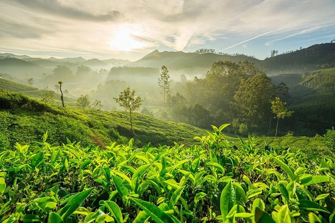 6 Days Private Tour Kerala Natural Retreat - How a private Kerala route saves your energy (and your sanity)