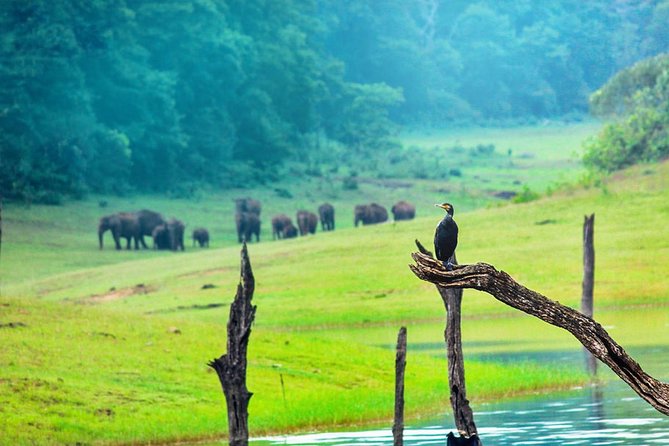 8 Days Kerala Private Tour (3 Star) with Munnar, Houseboat & Cab- Iris Holidays - Munnar Tea Hills: Mattupetty, Echo Point, and Eravikulam National Park