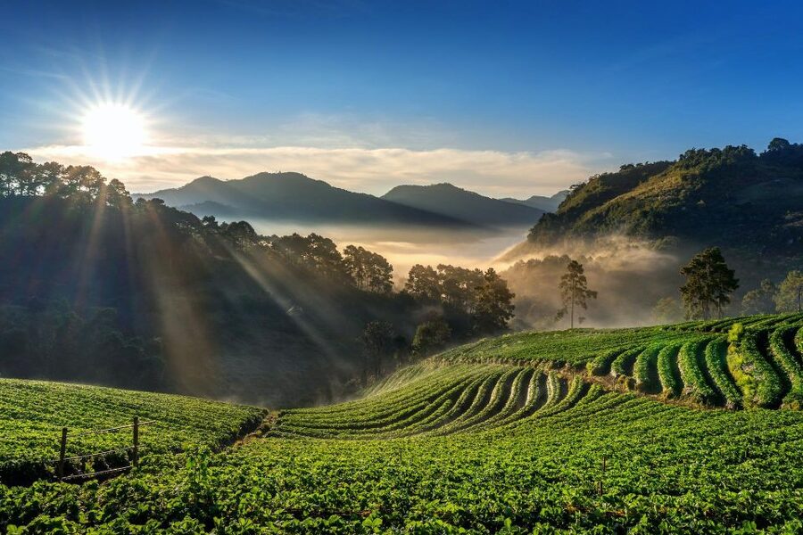 A Day in Munnar: Nature, Culture, and Local Flavor - Key things that make this day in Munnar work
