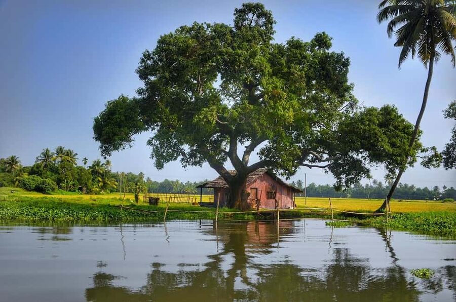 Aleppey Houseboat backwater Day Tour with Lunch and pickup - The 4-hour backwater cruise: canals, paddies, and daily routines