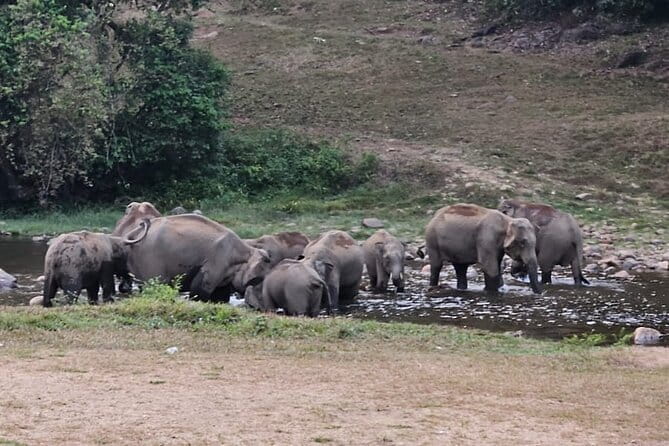 Anakkulam Wild Elephant Visiting(Jeep tour) - Key highlights worth showing up for