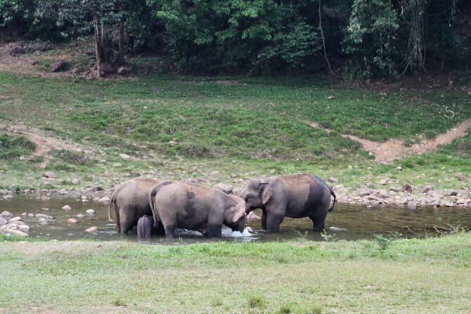 Anakkulam Wild Elephant Visiting(Jeep tour) - Entering Anakkulam for wild elephants in their habitat
