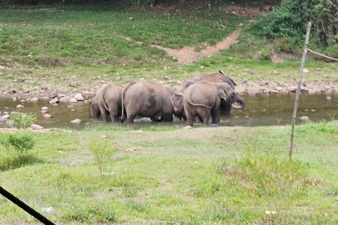 Anakkulam Wild Elephant Visiting(Jeep tour) - Tea plantation views plus Tiger Cave on the same route