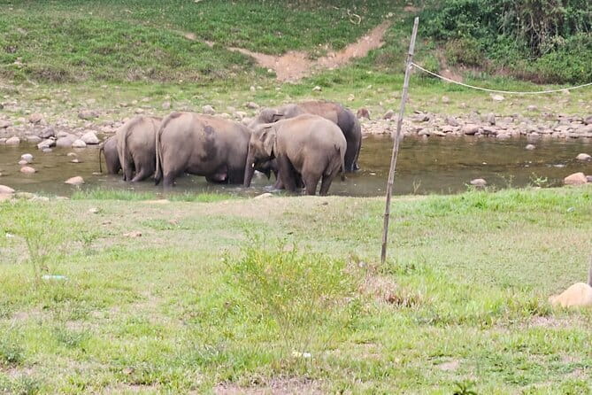 Anakkulam Wild Elephant Visiting(Jeep tour) - Should you book the Anakkulam wild elephant jeep tour?