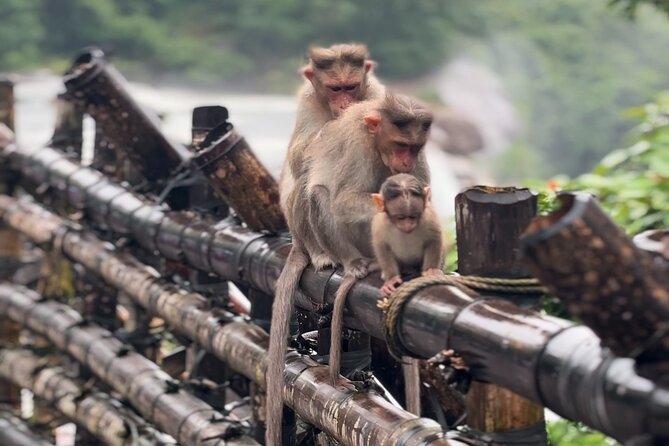 Athirappilly Waterfalls Day Trip from Kochi with Transfers - Quick highlights