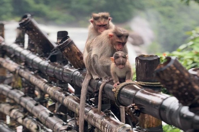 Athirappilly Waterfalls Day Trip from Kochi with Transfers - What’s included in the $67 price—and what isn’t