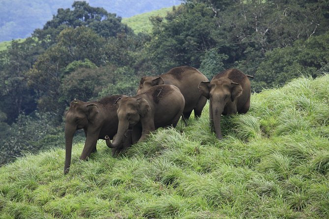 Best of Kerala Tour Package 7 nights / 8 days by Sanguine Holidays - Day 1 in Kochi: murals, Dutch-Portuguese-era architecture, and a synagogue you can still visit