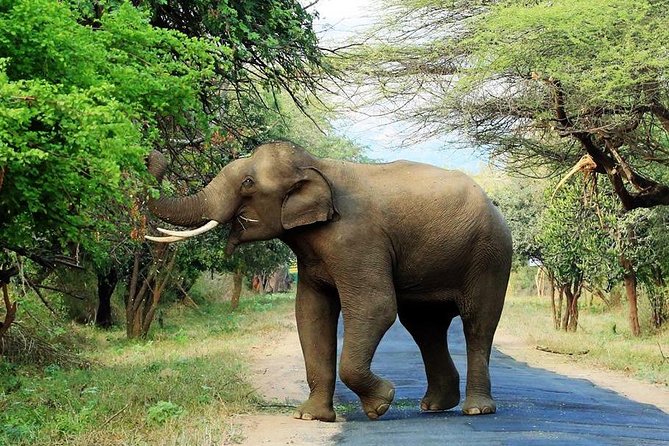 Chinnar Wild-life Visiting Tour (Eravikulam National Park) - Key highlights to know before you go
