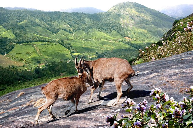 Chinnar Wild-life Visiting Tour (Eravikulam National Park) - A wildlife-focused Munnar day that actually changes gears