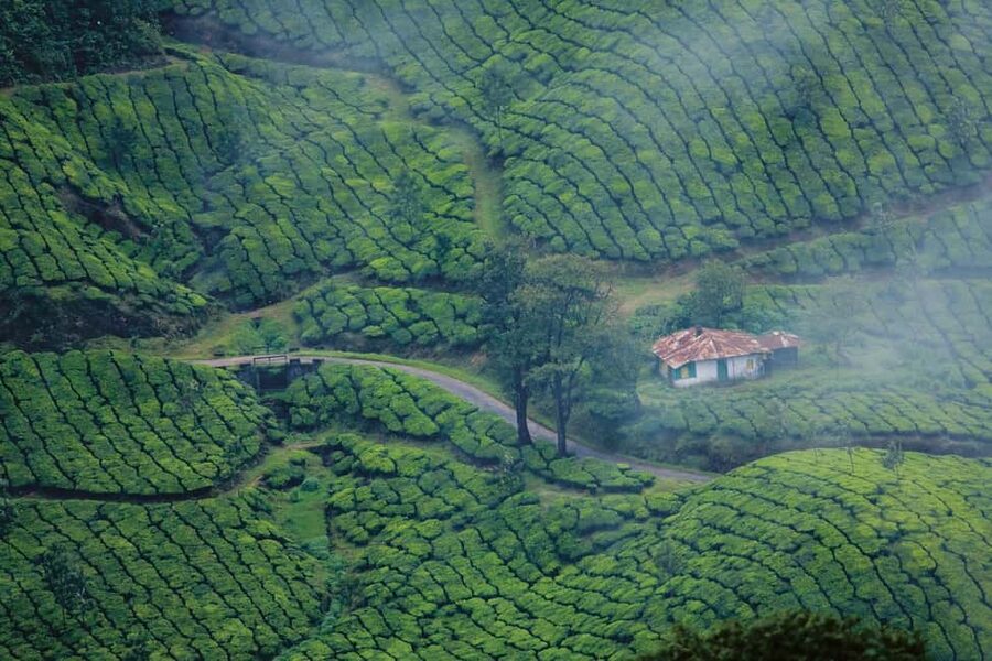 Cochin: 5-Day Kerala Tour with Munnar, Thekkady and Alleppey - Day 4: Alleppey backwaters with an overnight houseboat cruise