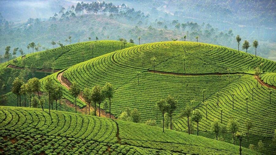 Cochin: 5-Day Kerala Tour with Munnar, Thekkady and Alleppey - Day 5: Back to Cochin, Fort Kochi highlights if you have time