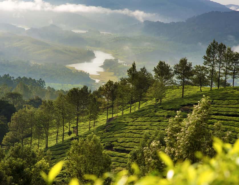 Cochin: 5-Day Kerala Tour with Munnar, Thekkady and Alleppey - Day 2: Eravikulam National Park, Mattupetty, and Munnar’s Tea Museum