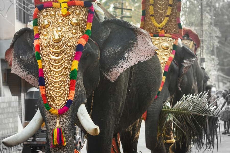 Cochin: 5-Day Munnar, Thekkady, and Alleppey Tour - Day 1: Cochin to Munnar road trip, Tea Museum, Mattupetty Dam, Echo Point