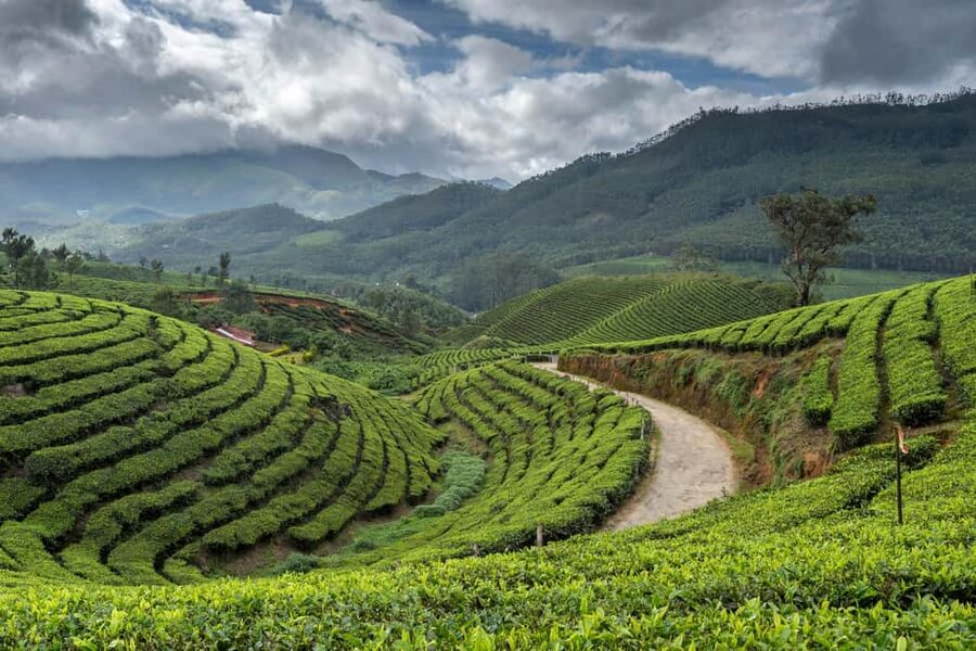 Cochin: 5-Day Munnar, Thekkady, and Alleppey Tour - Price and value: what $355 covers, and what to budget for