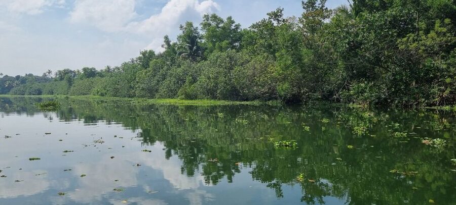 Cochin: Backwater Village Eco Boat Cruise with Lunch - Should You Book This Cochin Backwater Cruise?