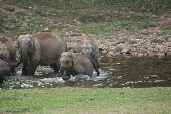 Cochin to Munnar Day trip - Who should book this Cochin to Munnar private transfer?