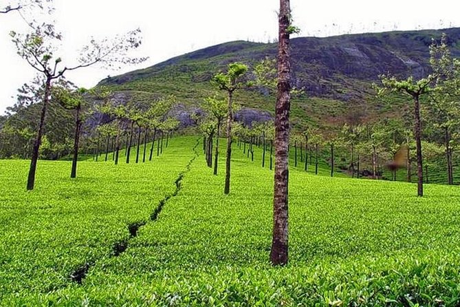 Explore Munnar Day Trip From Cochin ( By Munnar Info) - A short trip to Munnar that doesn’t feel like chaos