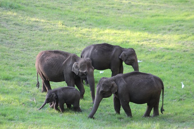 Explore Munnar Day Trip From Cochin ( By Munnar Info) - Getting around: the comfort of a private car (and why the driver matters)