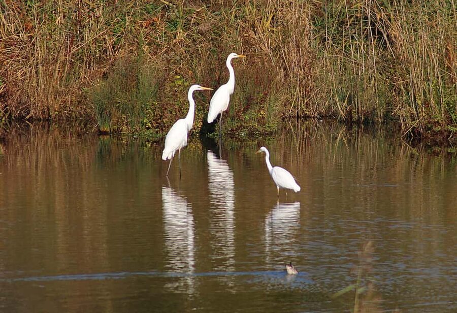 From Cochin: Thekkady 2-Day Tour with Jeep Safari - What’s included (and what you should double-check)