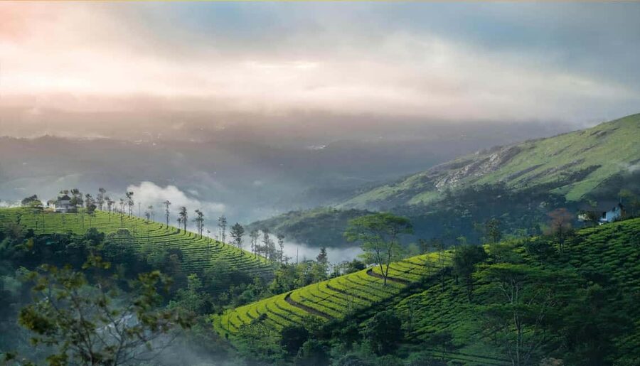 From Cochin: Thekkady 2-Day Tour with Jeep Safari - Wildlife expectations: what safari images can’t promise