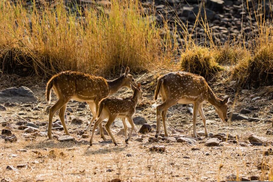 From Cochin: Thekkady 2-Day Tour with Jeep Safari - How to get more from the safari part