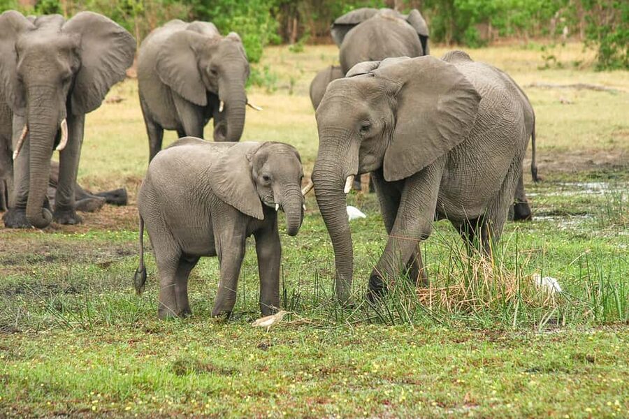 From Cochin: Thekkady 2-Day Tour with Jeep Safari - Day 1: check in, then go looking in the forest
