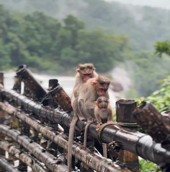 From Kochi: Athirappilly Waterfalls Day Trip with Transfers - Pickup from Ernakulam: timing, ride comfort, and the WhatsApp factor
