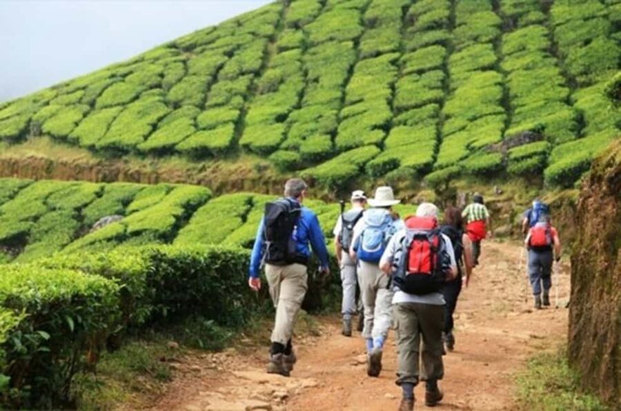 From Munnar: Tea Factory, Plantation, and National Park Tour - Mattupetty Dam and Old Munnar viewpoints: where the photos make sense