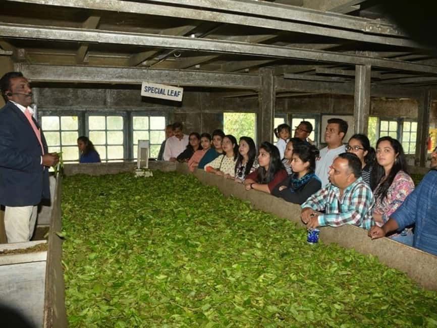 From Munnar: Tea Factory, Plantation, and National Park Tour - Tea Factory Processing Unit: leaf plucking to packaging in plain language