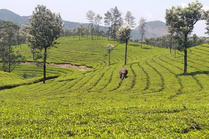 Full day in hiking in Munnar (By Munnar Info) - Price and Value: Is $28 Fair for a Full Day?