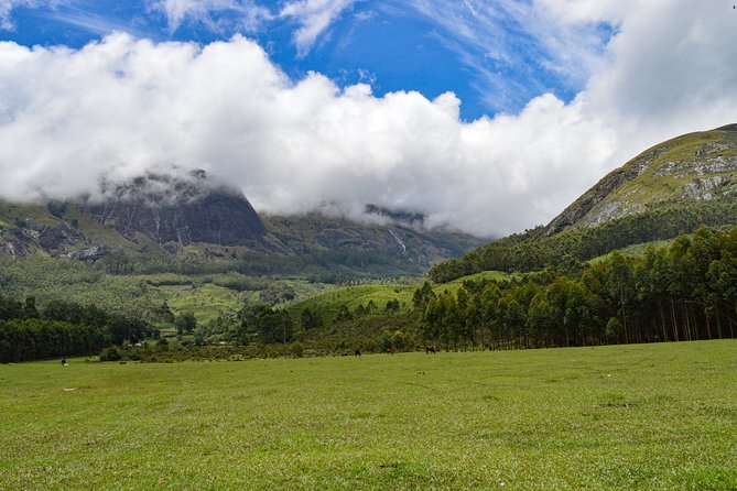 Full-Day Private Tour to Munnar from Kochi with Lunch - Key highlights I’d plan around