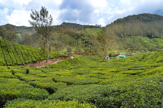 Full-Day Private Tour to Munnar from Kochi with Lunch - The big idea: a one-day Munnar “best of” without the guesswork