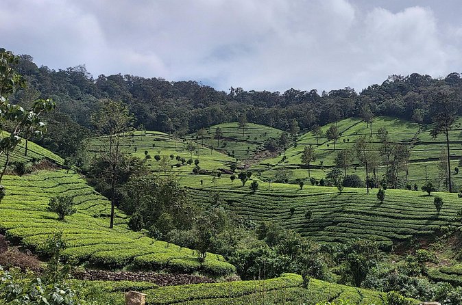 Glimpses of Kerala in 6 days Private Tour with Sanguine Holidays - Eravikulam National Park + Tea Museums: Munnar’s Best Hits Without the Guesswork