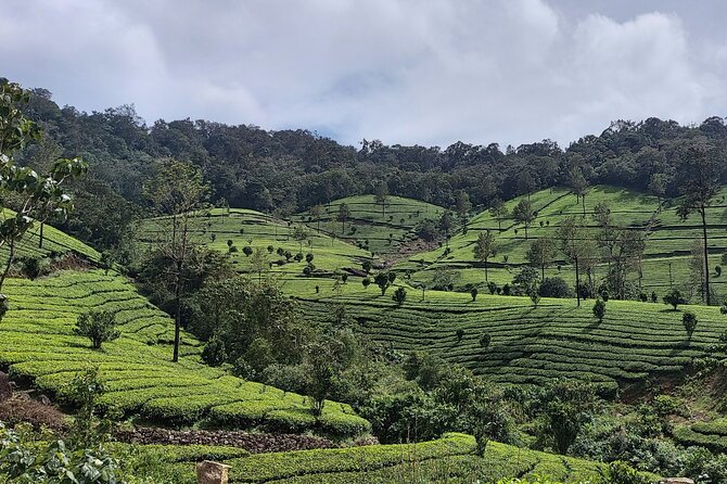 Glimpses of Kerala in 6 days Private Tour with Sanguine Holidays - Alleppey Backwaters: A 20-Hour Houseboat Day That Actually Feels Like Travel